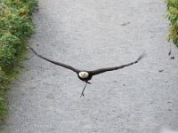 Weisskopfseeadler 129